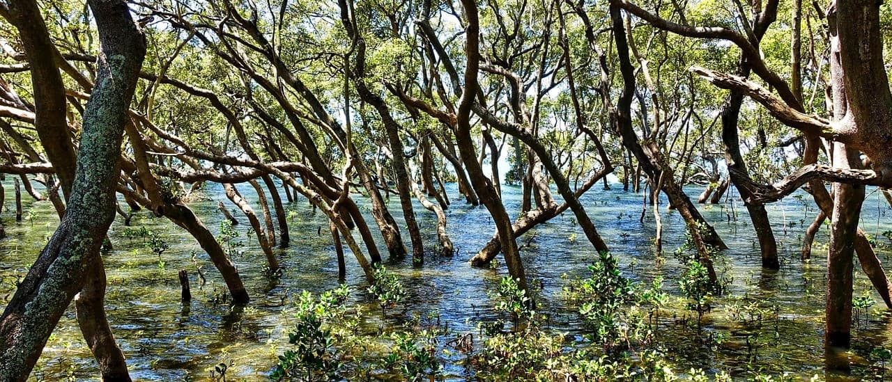Ilustrasi hutan mangrove hijau di kawasan pesisir